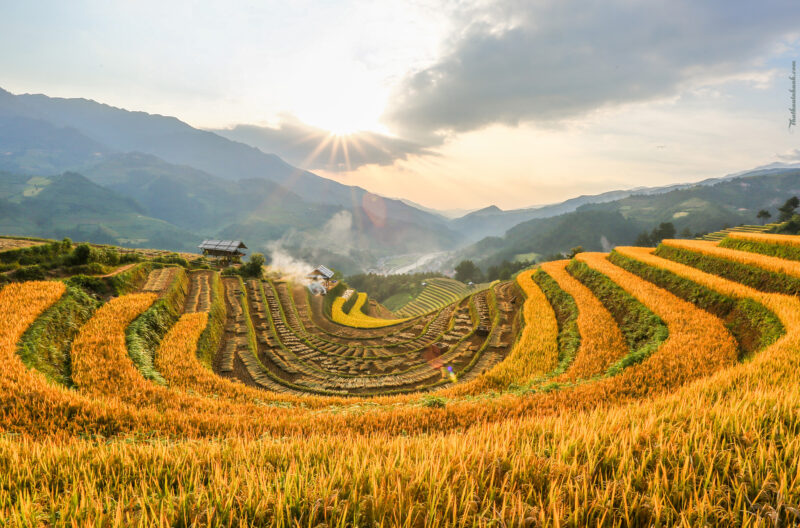 Hinh anh canh dong lua chin vang Ha Giang