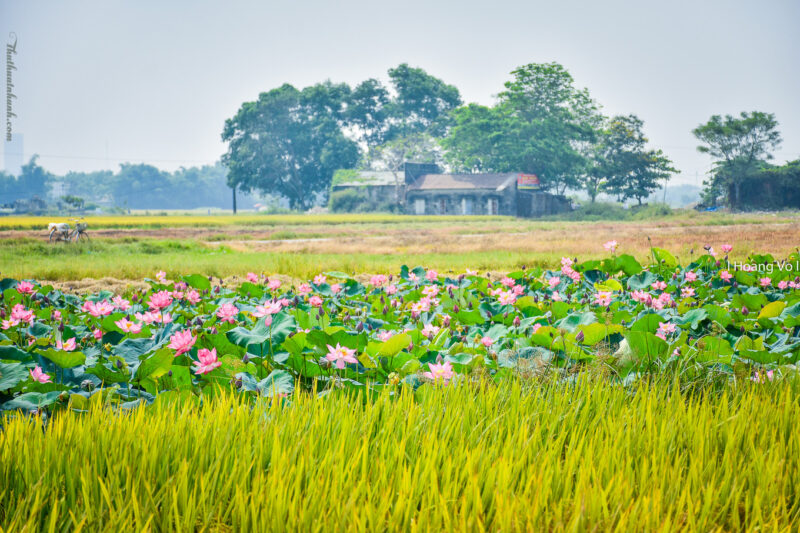 Hình ảnh cánh đồng lúa chín và hoa Sen