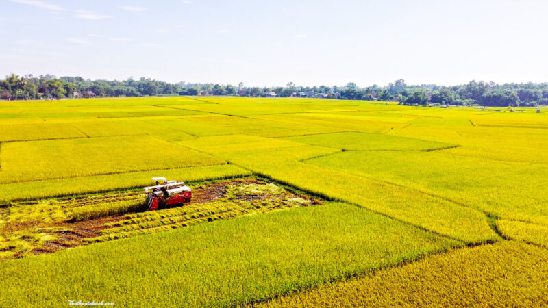 Hình ảnh cánh đồng lúa đang mùa gặt