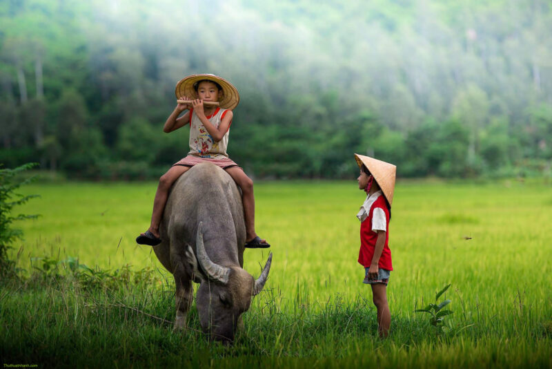 Hình ảnh quê hương