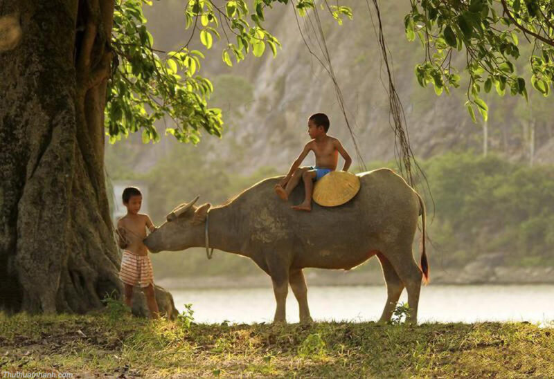Hình ảnh quê hương tuổi thơ