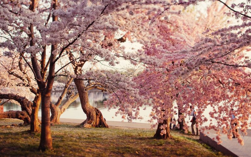 hình ảnh hoa anh đào nở rực rỡ