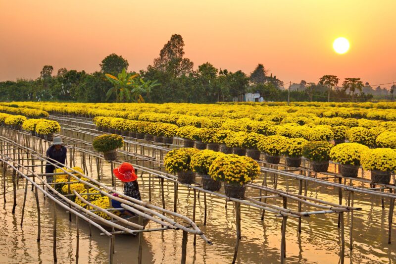 Hình ảnh làng hoa Sa Đéc và cánh đồng hoa cúc