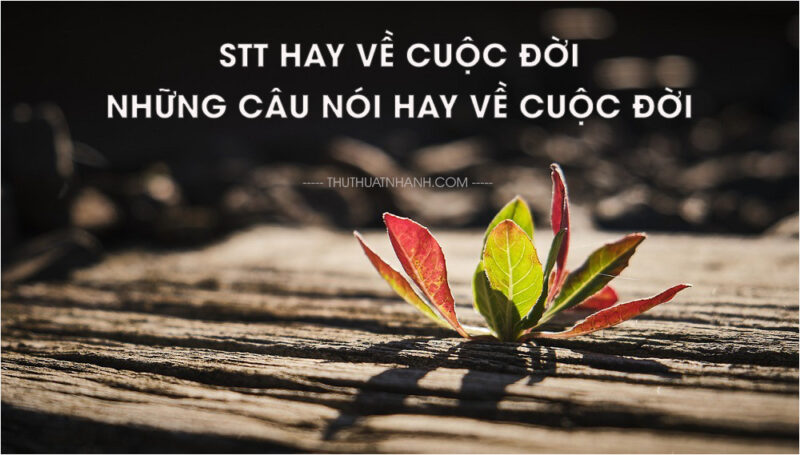 Stt hay về cuộc đời - những câu nói hay về cuộc đời