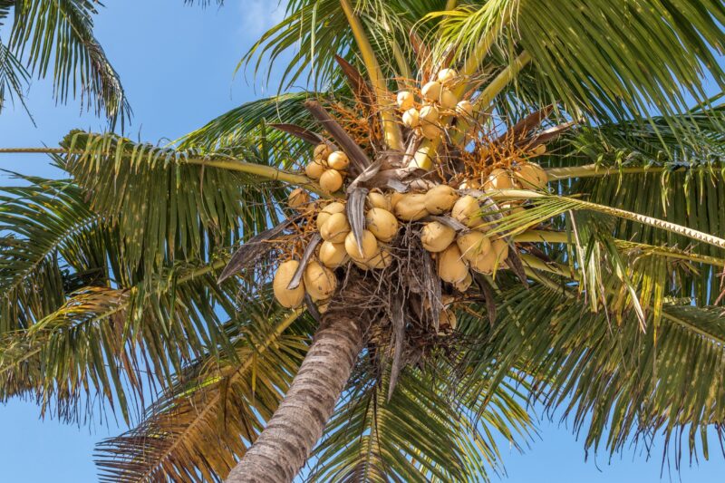hình ảnh cây dừa