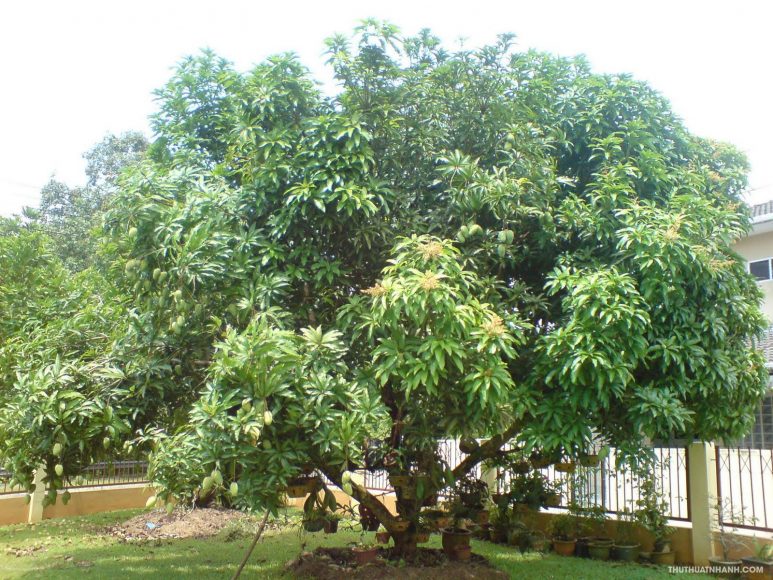 Hình ảnh cây Xoài đẹp, gần gũi, quen thuộc và trĩu quả nhất