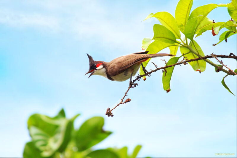 Hình ảnh chim Chào Mào siêu nét