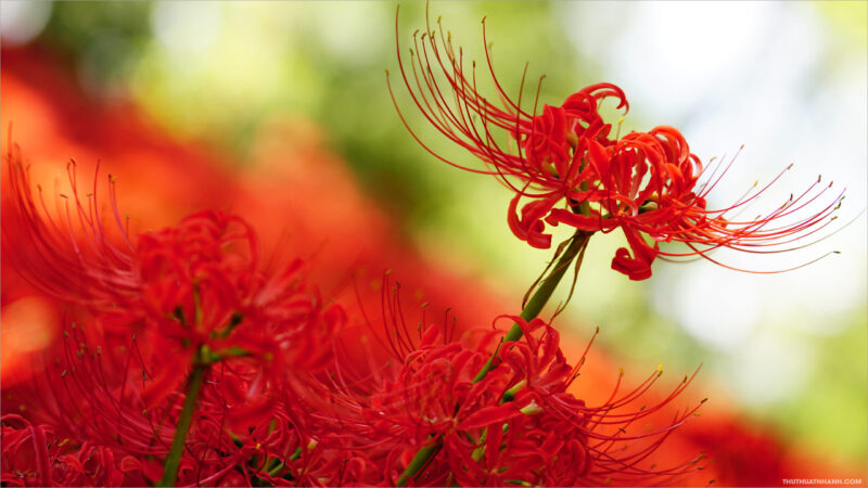 hình nền hoa bỉ ngạn đẹp