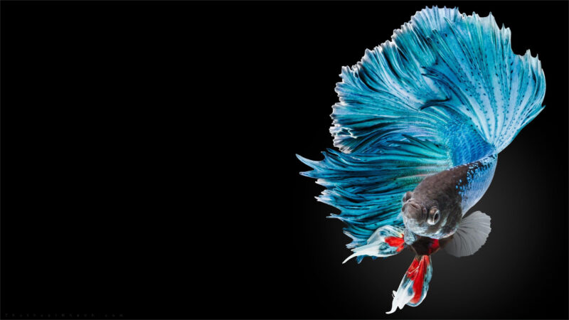 Hình nền cá Betta