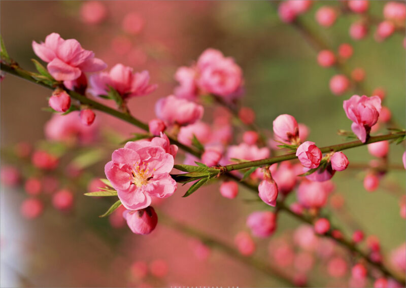 Hình nền hoa Đào