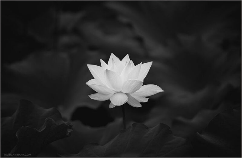 ảnh đám tang - ảnh buồn đám tang - ảnh tang đen