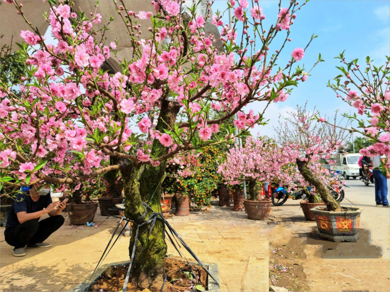 Ảnh cầy Đào
