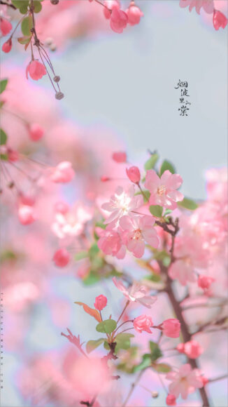 Ảnh chill hoa