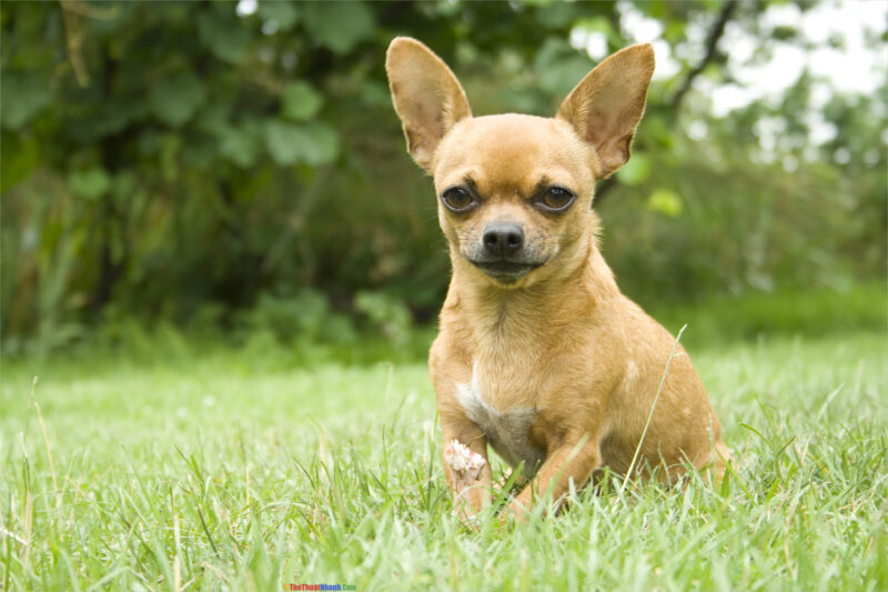 Ảnh chó Chihuahua