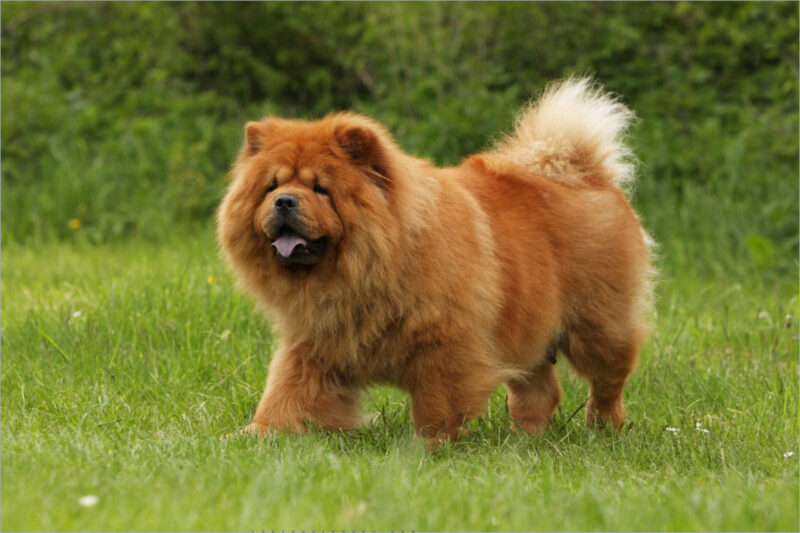 Ảnh chó Chow Chow