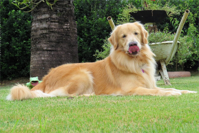 Ảnh chó Golden