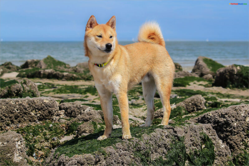 Ảnh chó Shiba