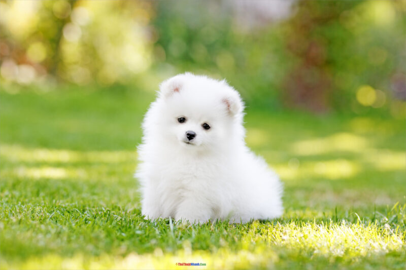 Ảnh chó cute