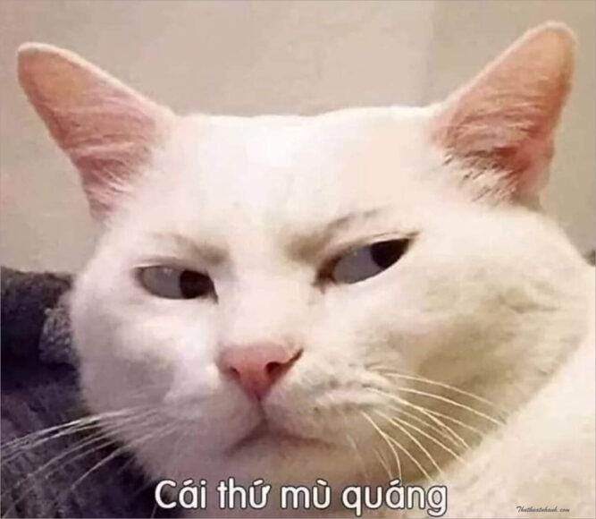 Ảnh meme mèo