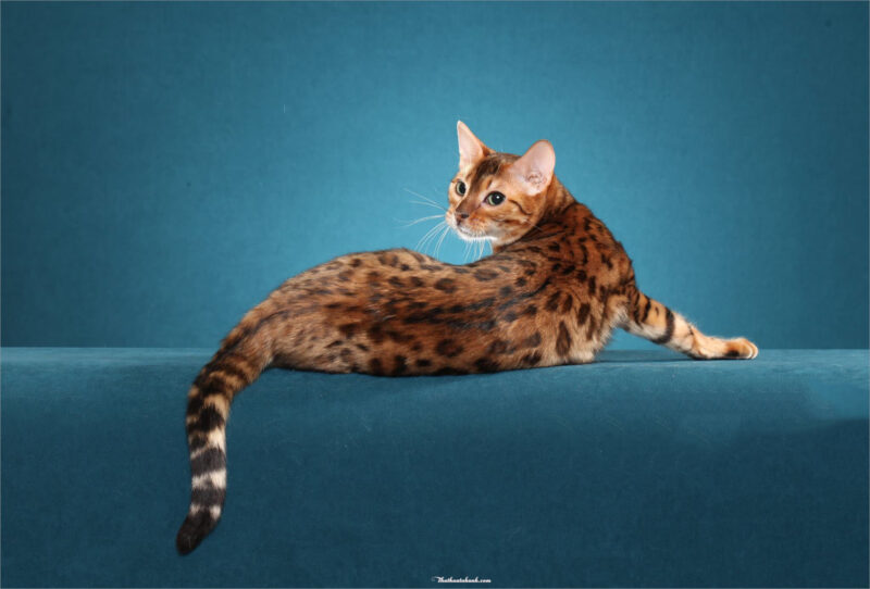 Ảnh mèo Bengal