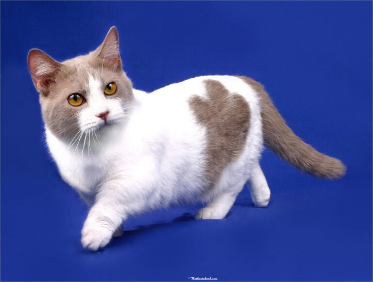 Ảnh mèo Munchkin