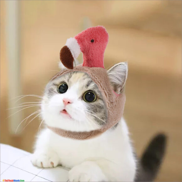 Ảnh mèo cute