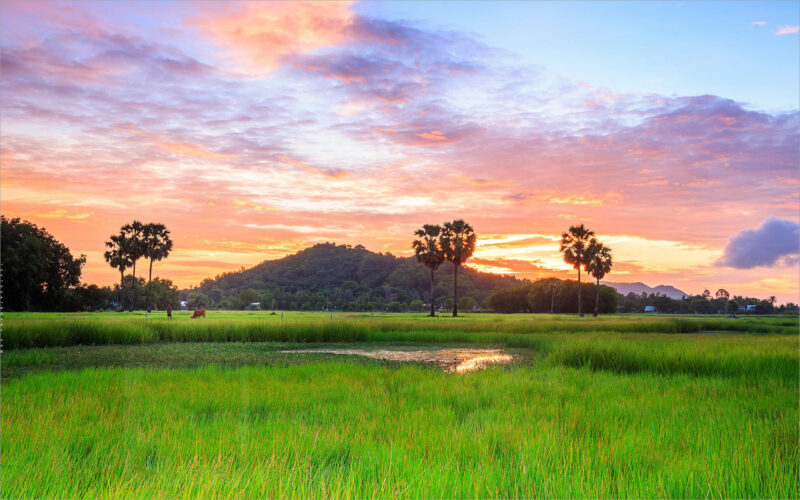 Hình nền quê hương