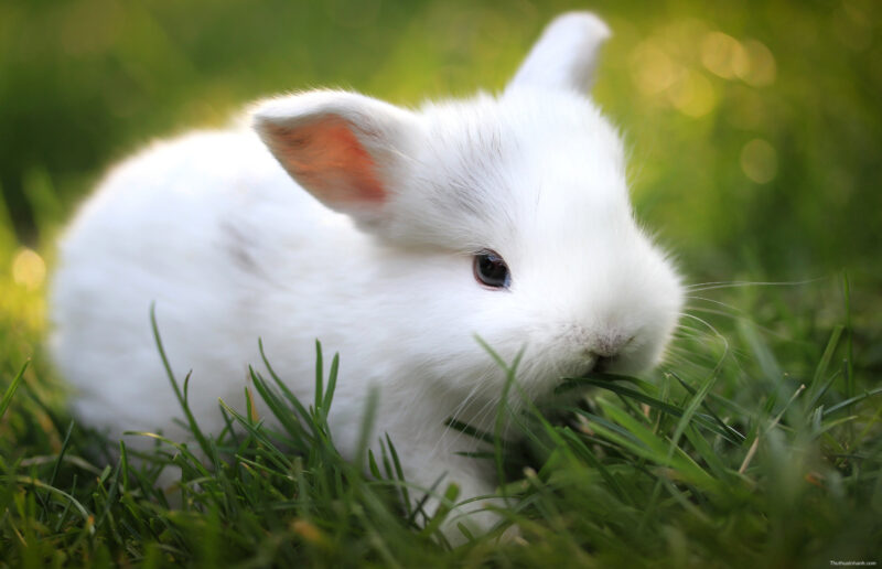 Hình ảnh con thỏ trắng cute đang gặm cỏ