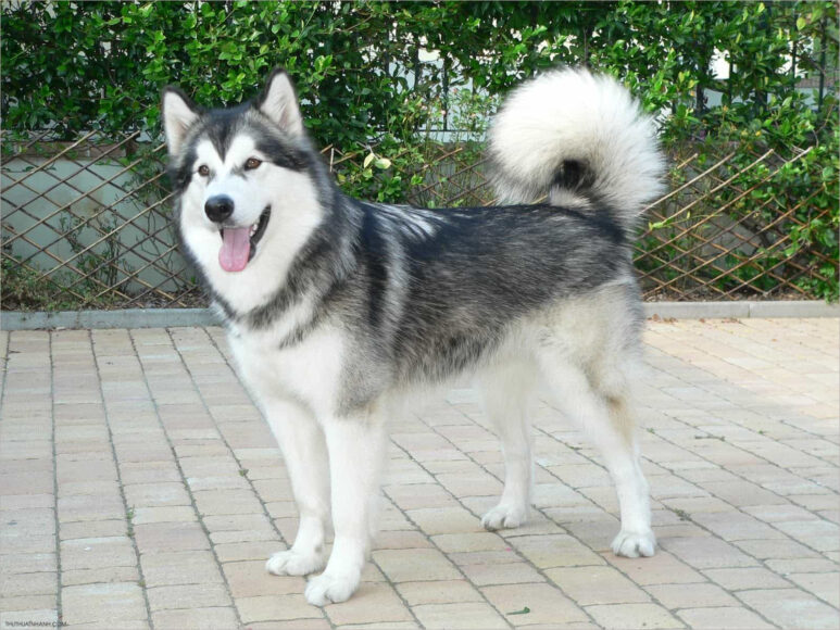Hình ảnh Alaska