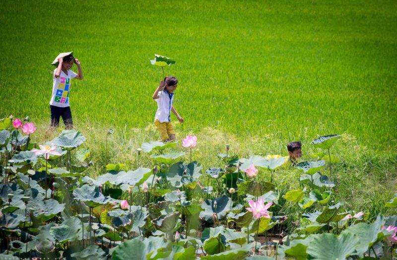 Hình ảnh quê hương tuổi thơ